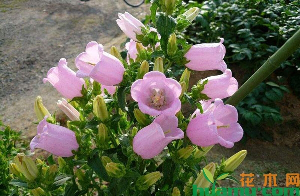 风铃草什么时候开花？