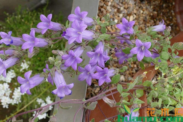 风铃草开花