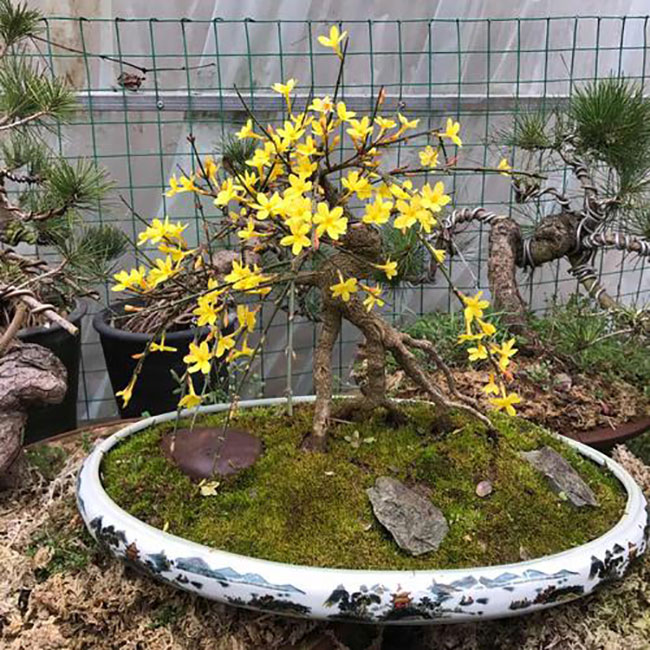 迎春花老桩盆景养殖方法