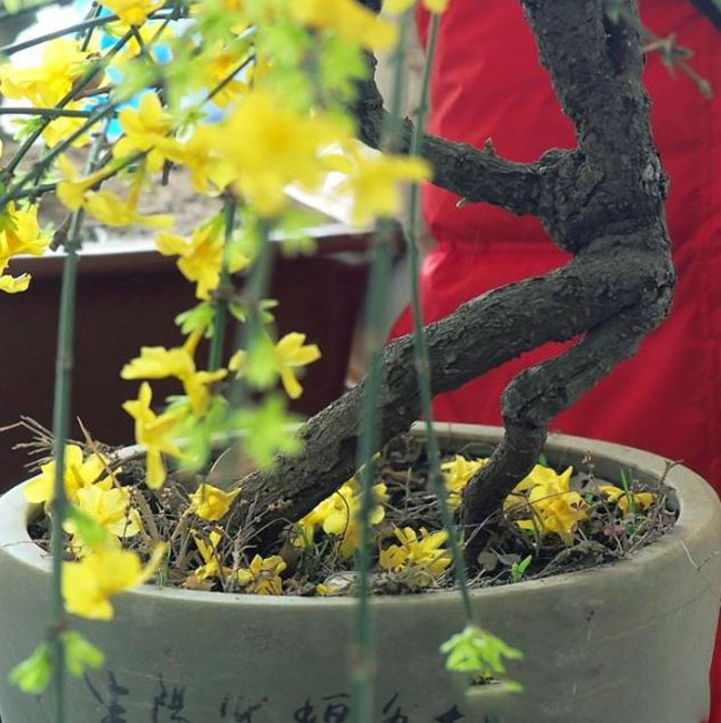 迎春花老桩