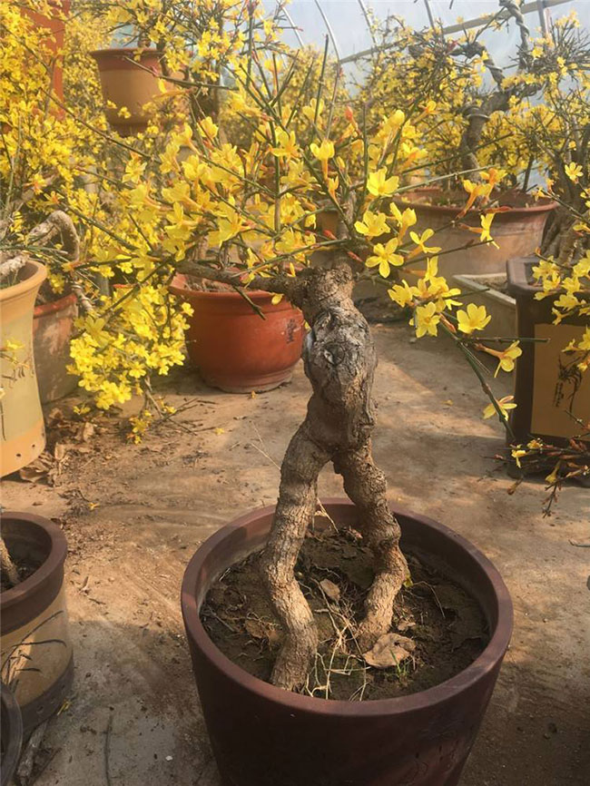 迎春花老桩