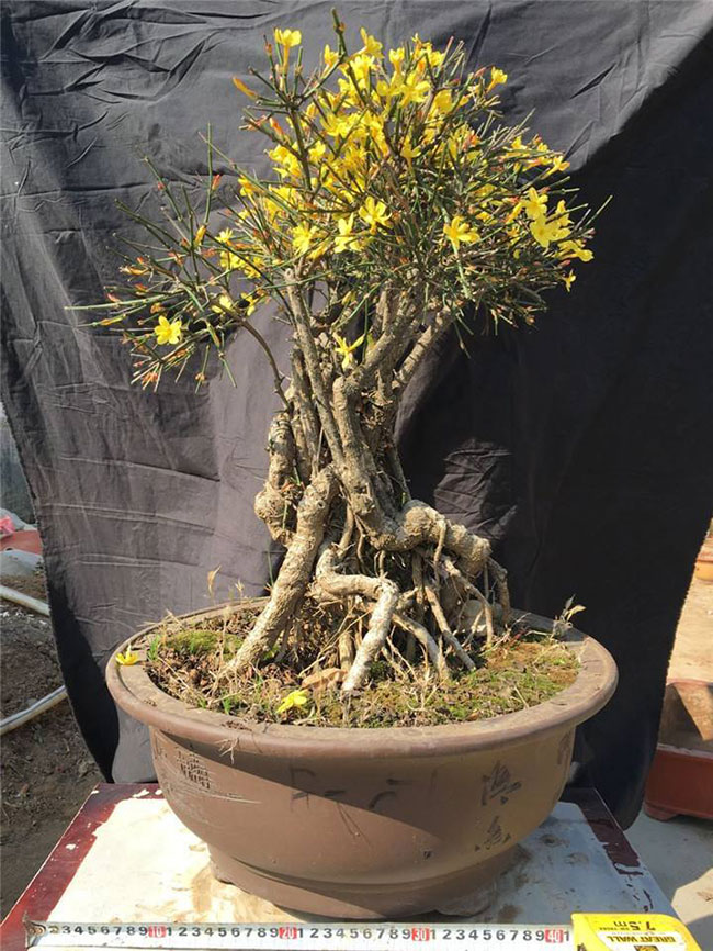 迎春花老桩