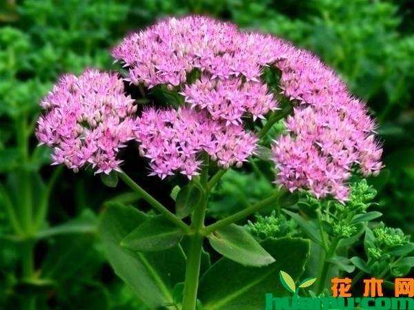 八宝景天的养殖方法和注意事项有哪些？种植前景如何？