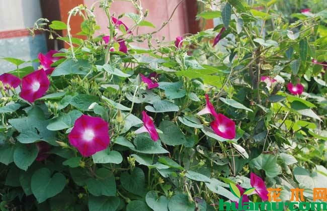 牵牛花修剪方法 牵牛花修剪方法