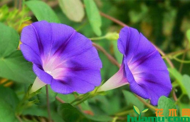 牵牛花图片 牵牛花图片