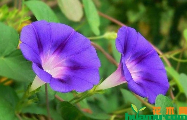 牵牛花有什么作用?牵牛花栽种方法介绍