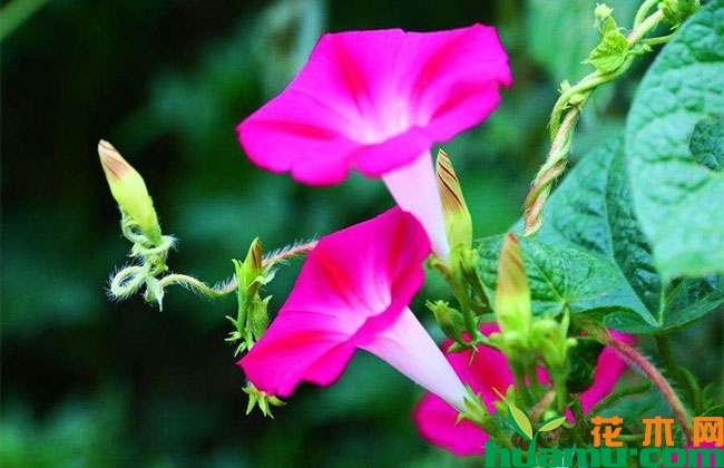 牵牛花有什么作用