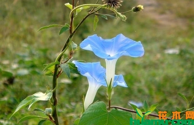 牵牛花图片