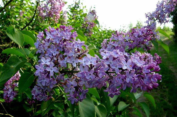 丁香树