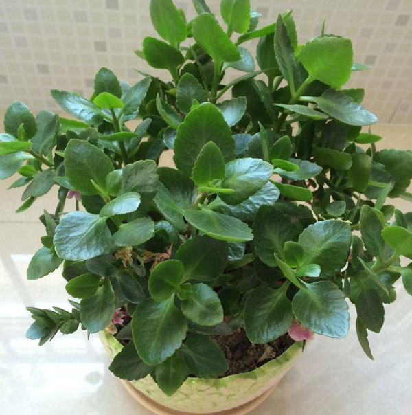 长寿花