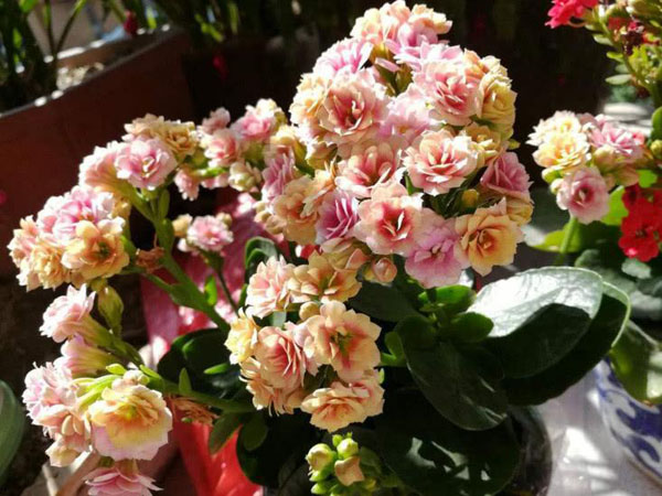 长寿花