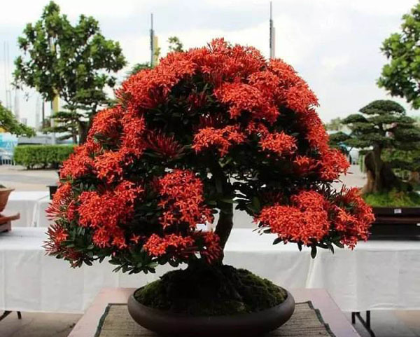 龙船花修剪方法，龙船花盆景养护