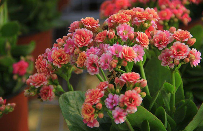 长寿花秋季这样养