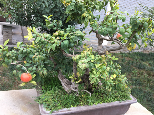 盆栽石榴和盆栽金桔的种植方法