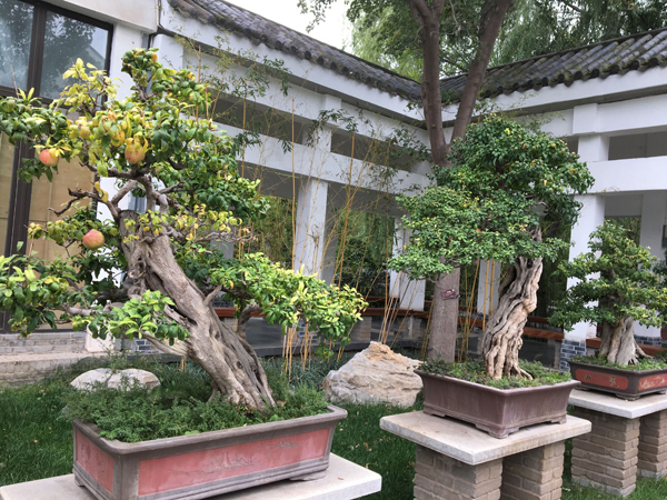 盆栽石榴