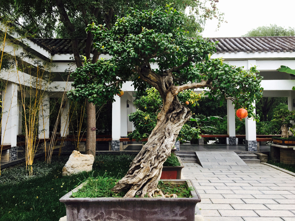 盆栽石榴