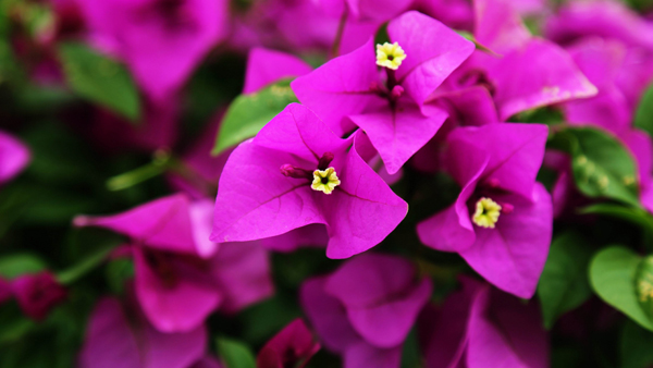 三角梅开花