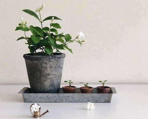 茉莉花越冬养护方法