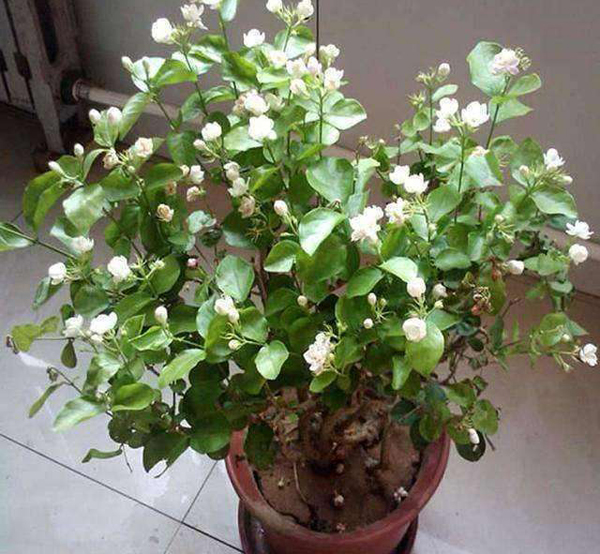 茉莉花