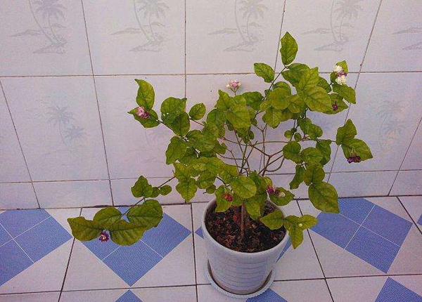 茉莉花