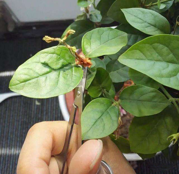 茉莉花