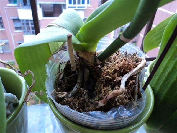 单棵蝴蝶兰分株方法