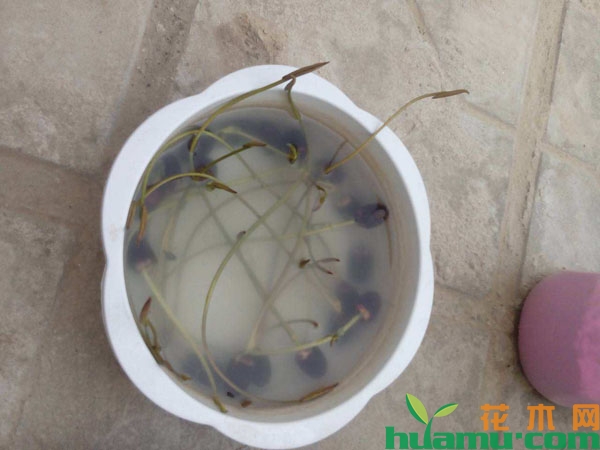 怎样用一颗种子种碗莲？碗莲的种植方法