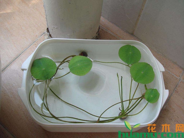 碗莲