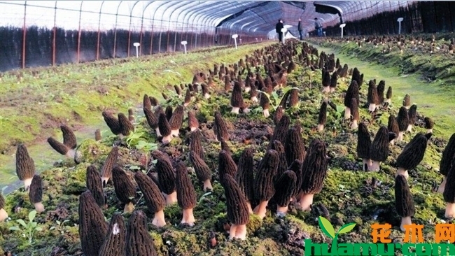 羊肚菌种植技术有哪些？羊肚菌栽培技术介绍