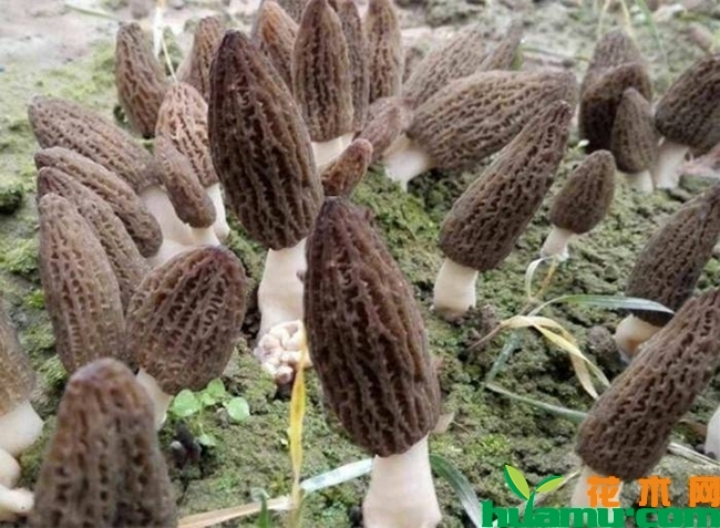 羊肚菌栽培技术介绍