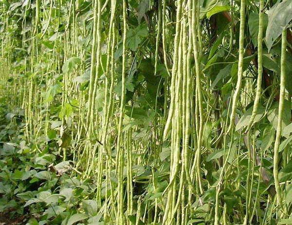 豇豆有哪些价值？豇豆种植有前景