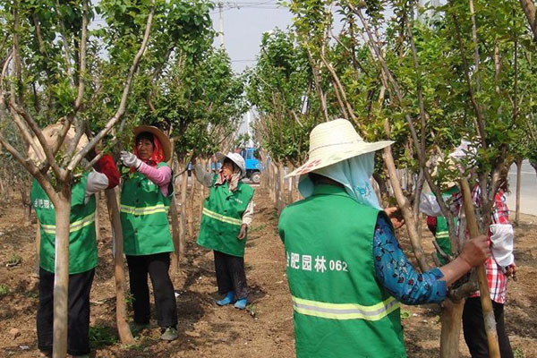 夏季苗木养护.jpg