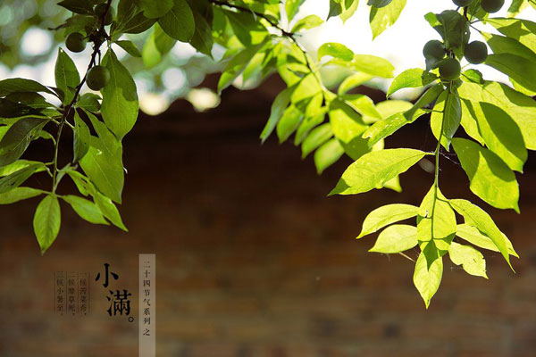 小满节气7.jpg