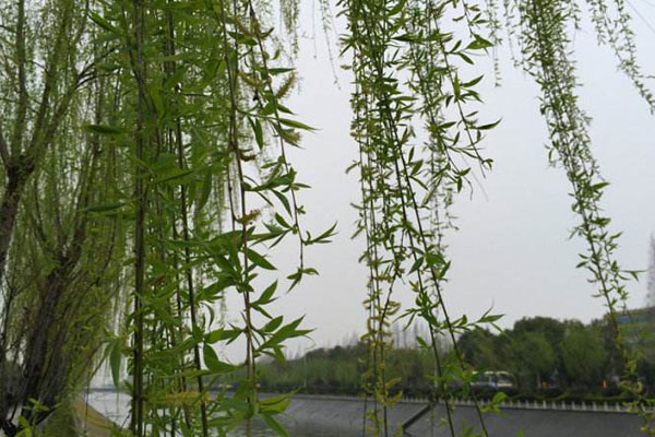 柳树2.jpg