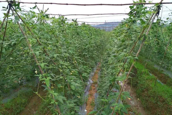 豇豆种植