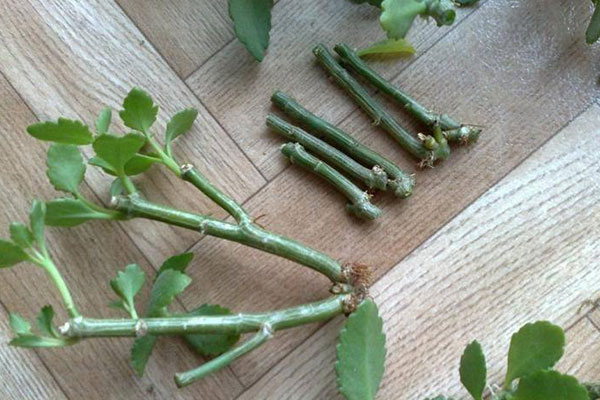 怎么养殖蕨类植物？剪一段茎就可以成活！