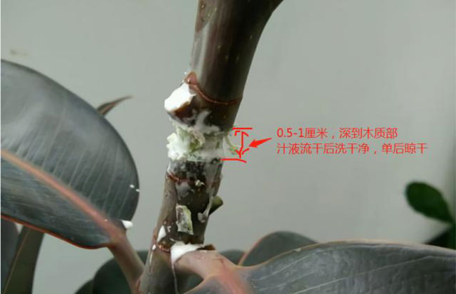 橡皮树高压扦插法
