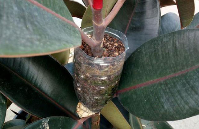 橡皮树