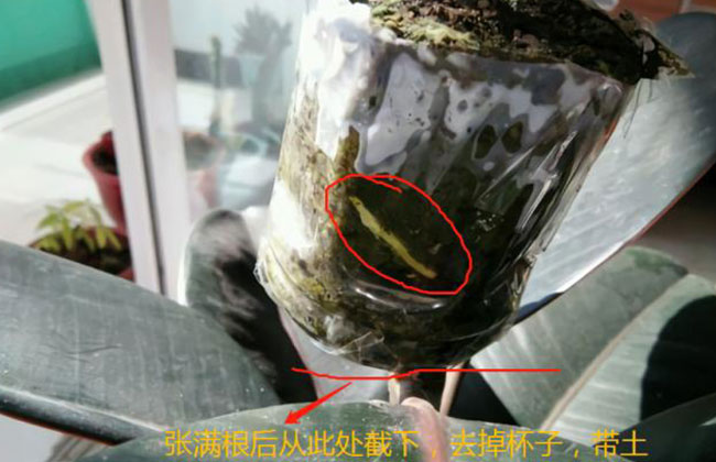 橡皮树