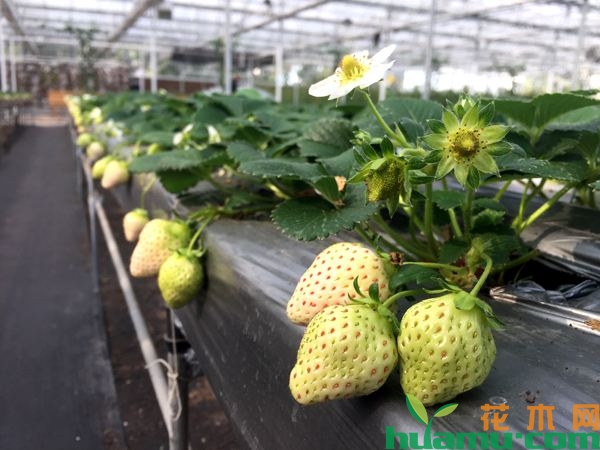 白草莓