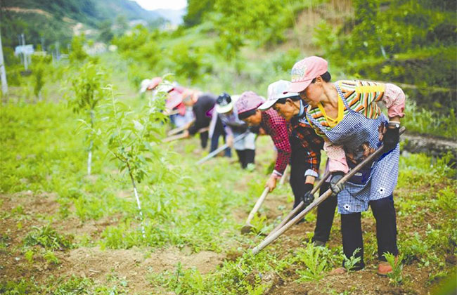 苗木基地土壤改良怎么做？