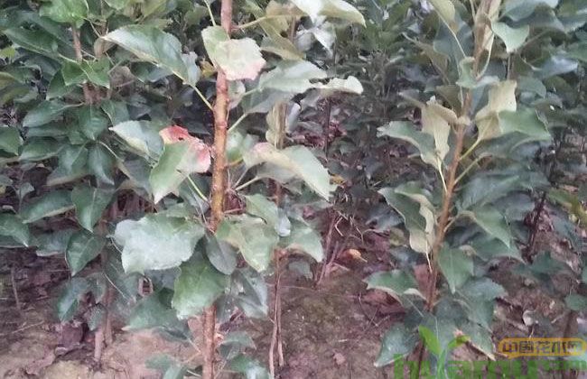 黑苹果苗2019最新价格表