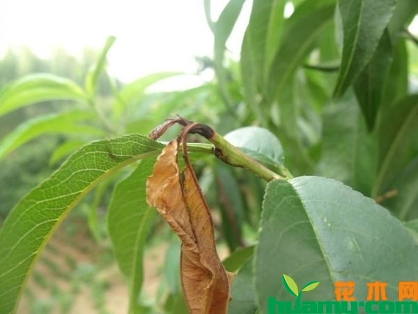桃树主要病虫害