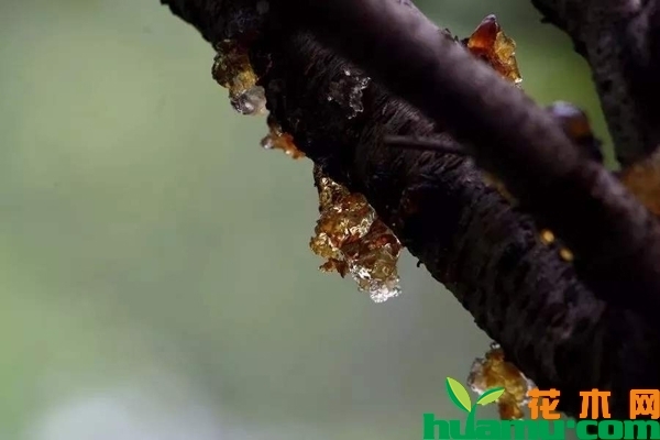 桃树流胶病