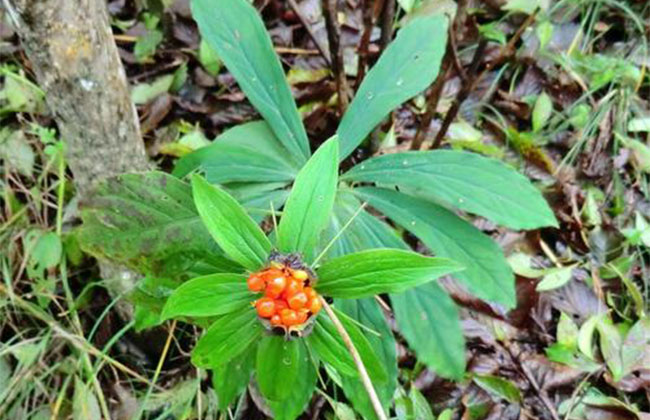 七叶一枝花