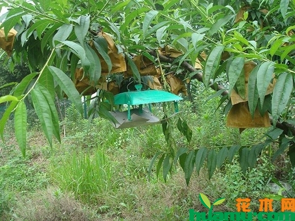 桃小食心虫