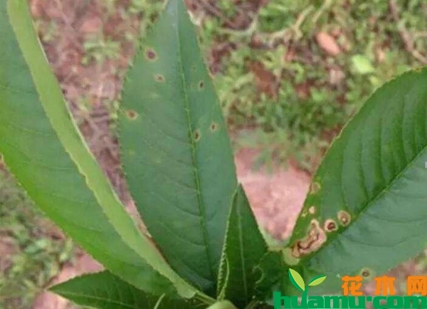 桃树