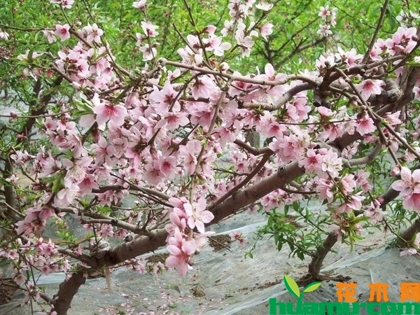 新栽的桃树怎么管理？桃树幼苗栽培管理技术