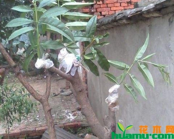 桃树什么时间嫁接？桃树嫁接时间和方法