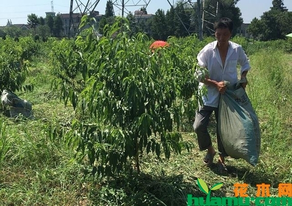 新栽桃树